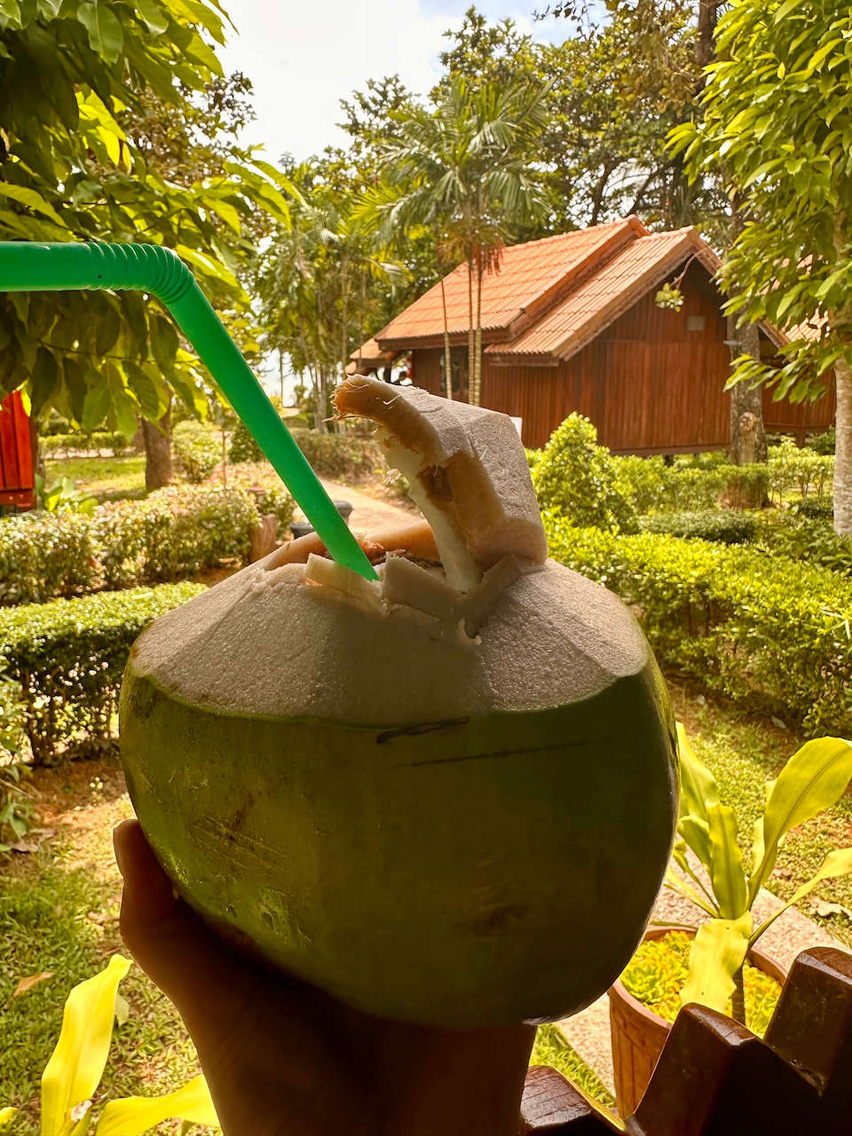 Thailand, Krabi - Coconut