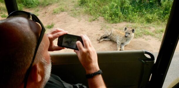 Spotted Hyena, Kruger National Park