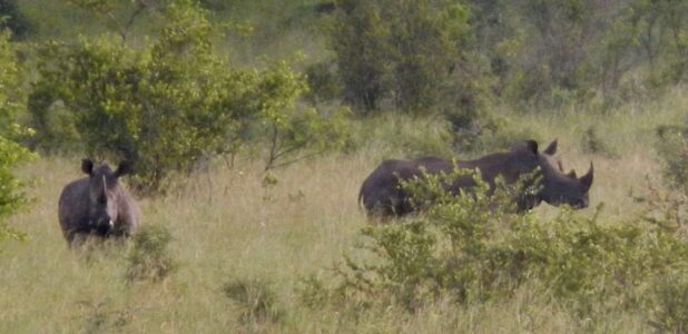 Rhinos, Kruger National Park