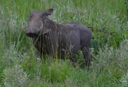 Warthog, Kruger National Park