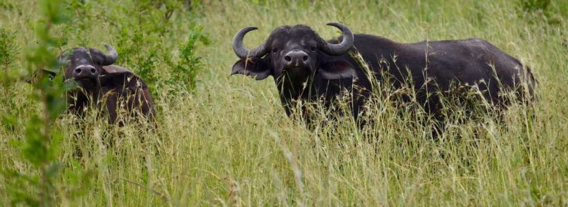 Buffalo, Kruger National Park