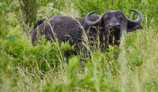 Buffalo, Kruger National Park