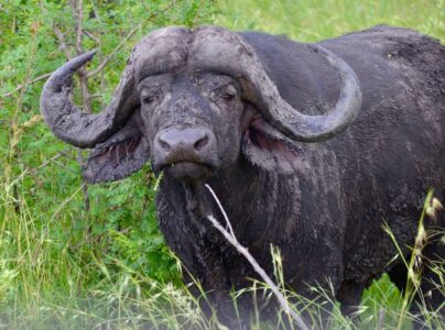 Buffalo, Kruger National Park