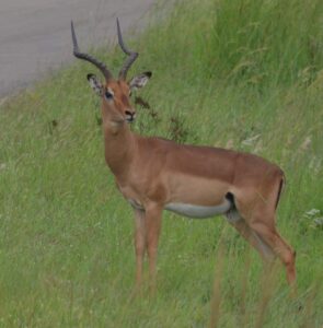 Impala, Kruger National Park