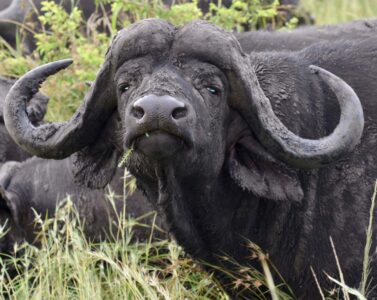 Buffalo, Kruger National Park