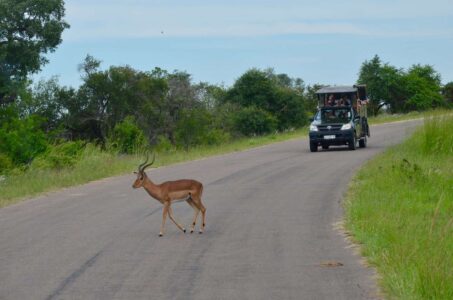 Impala, Kruger National Park