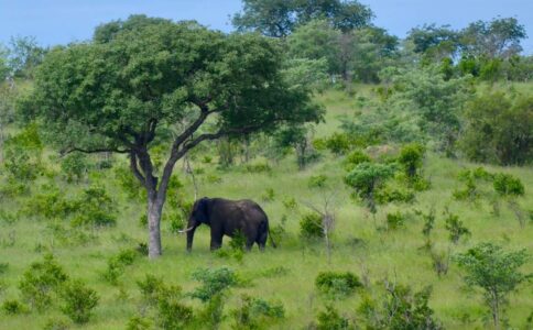Elephant, Kruger National Park