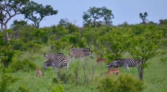 Kruger National Park