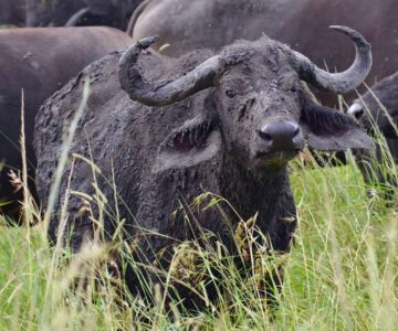 Buffalo, Kruger National Park