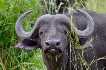 Buffalo, Kruger National Park