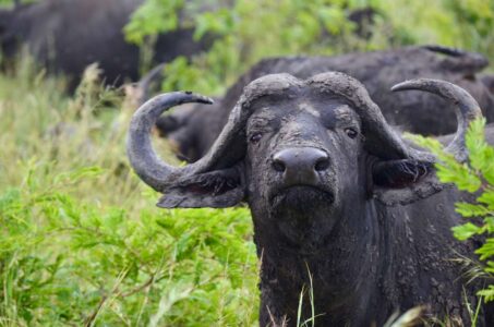 Buffalo, Kruger National Park