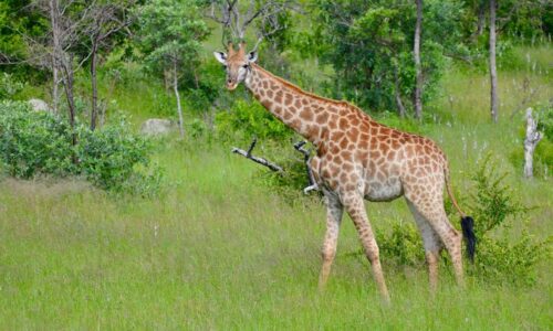 Giraffe, Kruger National Park