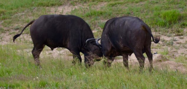 Buffalo, Kruger National Park