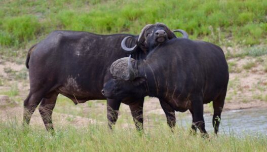 Buffalo, Kruger National Park