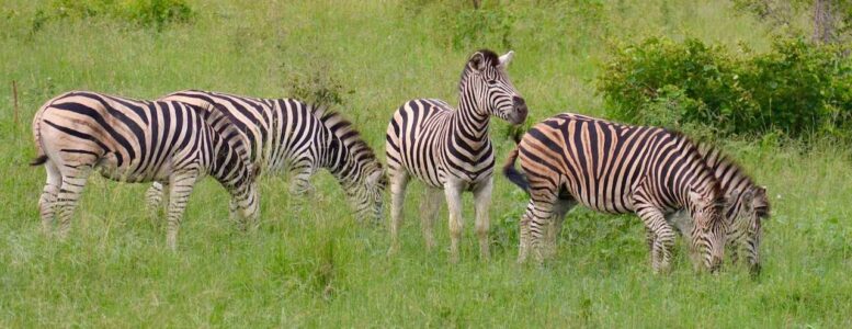 Zebras, Kruger National Park