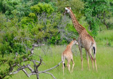 Giraffes, Kruger National Park