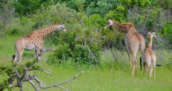 Giraffes, Kruger National Park