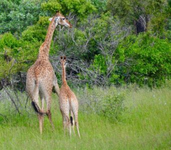 Giraffes, Kruger National Park