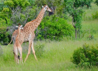 Giraffes, Kruger National Park