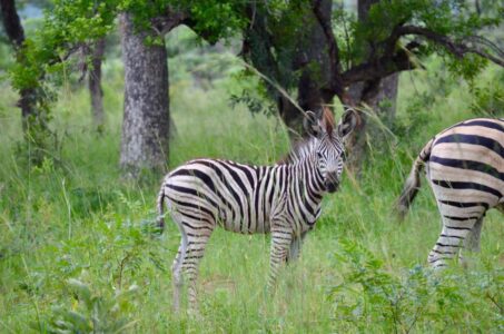Zebras, Kruger National Park