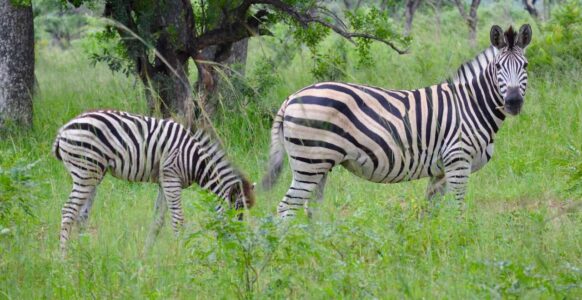 Zebras, Kruger National Park