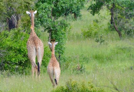 Giraffe, Kruger National Park