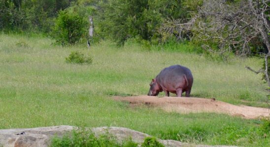 Hippo, Kruger National Park