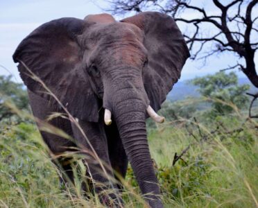 Elephant, Kruger National Park