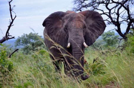 Elephant, Kruger National Park