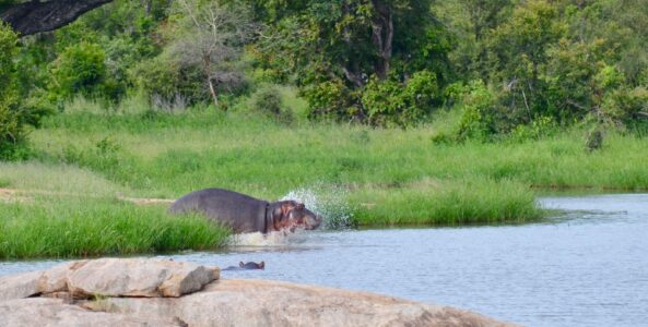 Hippo, Kruger National Park