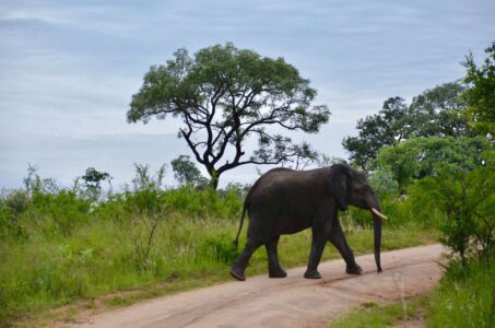 Elephant, Kruger National Park