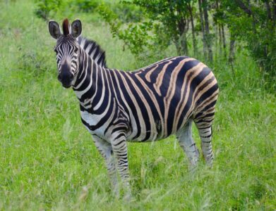 Zebra, Kruger National Park