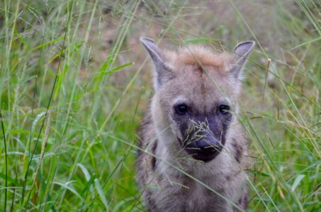 Baby Hyena, Kruger National Park