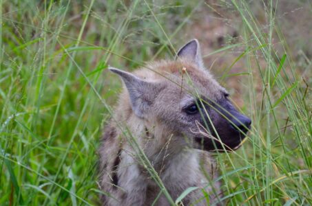 Baby Hyena, Kruger National Park