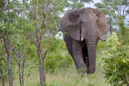 Elephant, Kruger National Park