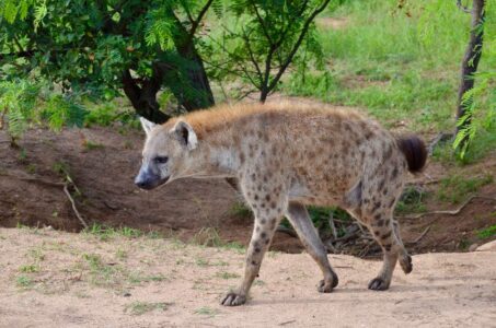 Spotted Hyena, Kruger National Park