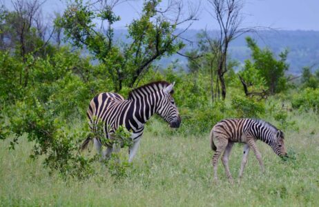 Zebras, Kruger National Park
