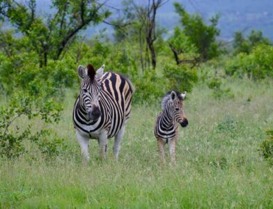 Zebras, Kruger National Park
