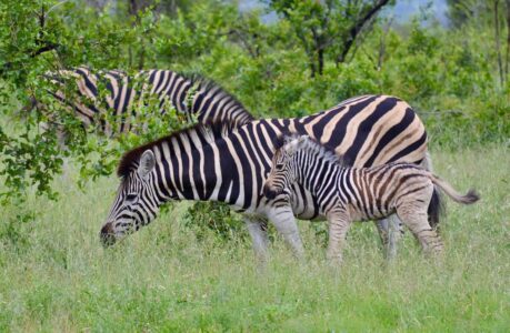 Zebras, Kruger National Park