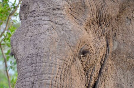 Elephant, Kruger National Park