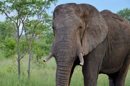 Elephant, Kruger National Park