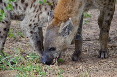 Spotted Hyena, Kruger National Park