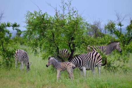 Zebras, Kruger National Park