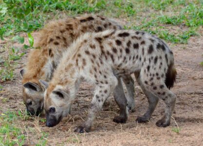 Spotted Hyenas, Kruger National Park