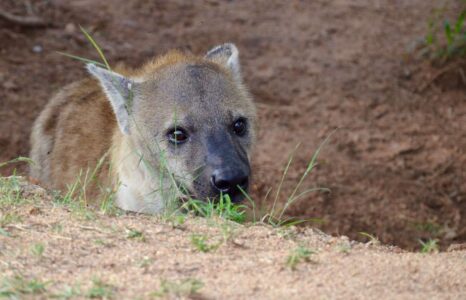 Spotted Hyena, Kruger National Park