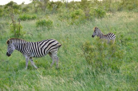 Zebras, Kruger National Park