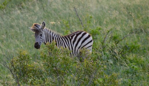 Zebra, Kruger National Park