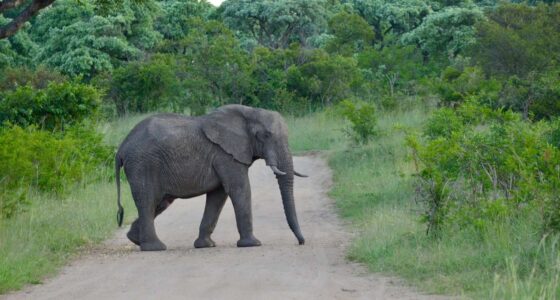 Elephant, Kruger National Park