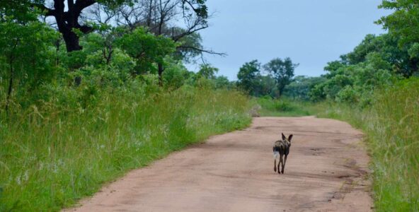 Wild Dog, Kruger National Park