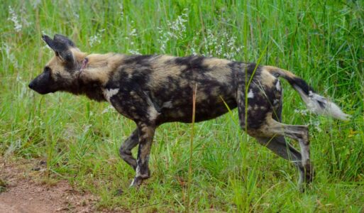 Wild Dog, Kruger National Park